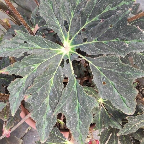 Begonia heracleifolia Leht