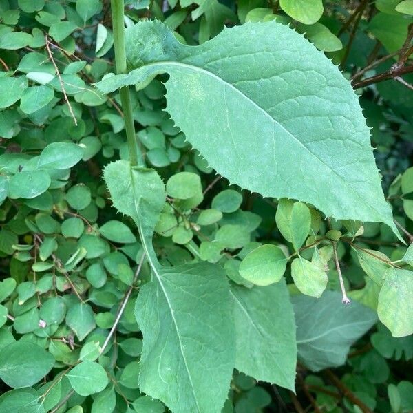 Cicerbita macrophylla Fuelha