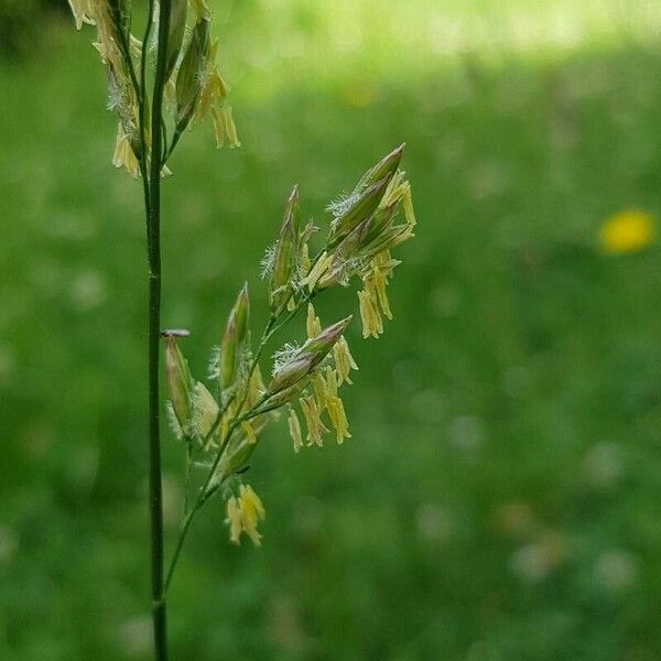 Lolium arundinaceum Flower