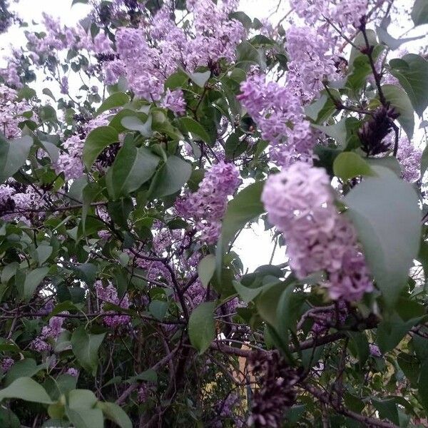 Syringa vulgaris Blodyn