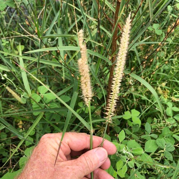 Cenchrus pedicellatus عادت داشتن