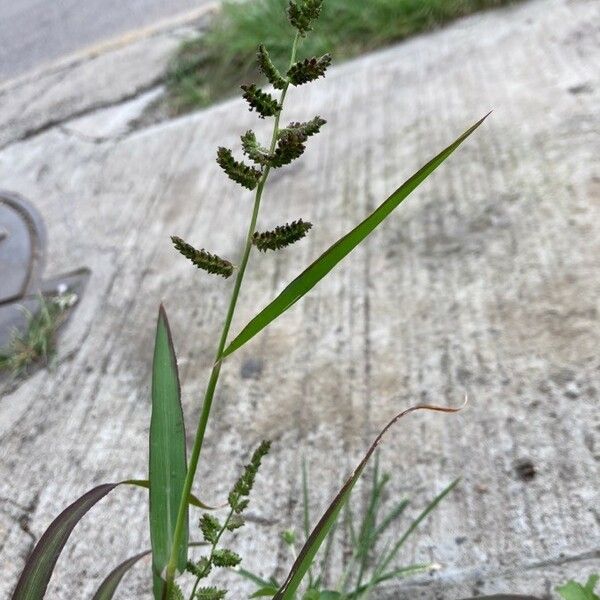 Echinochloa colonum Blomst