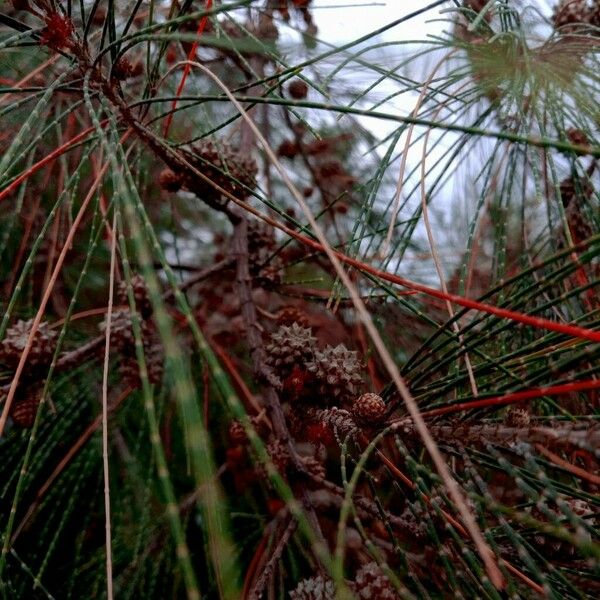 Casuarina equisetifolia Άλλα