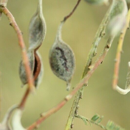 Acacia mearnsii Other