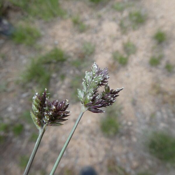 Eleusine tristachya Flower