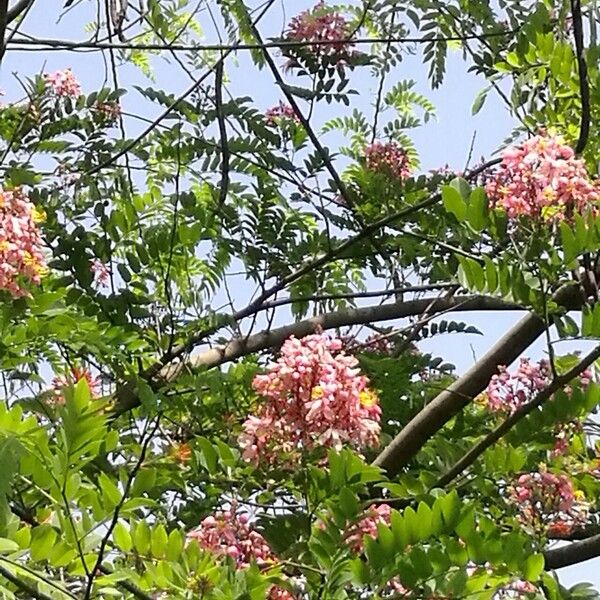 Cassia javanica Blodyn