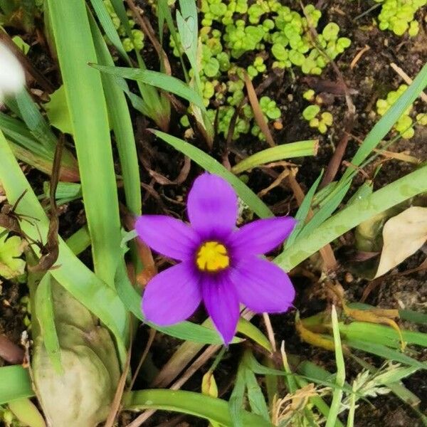 Sisyrinchium angustifolium Blomma