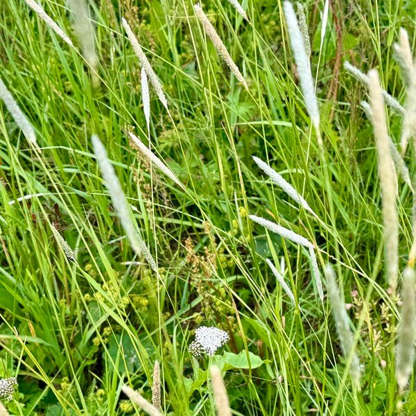 Phleum phleoides Flower