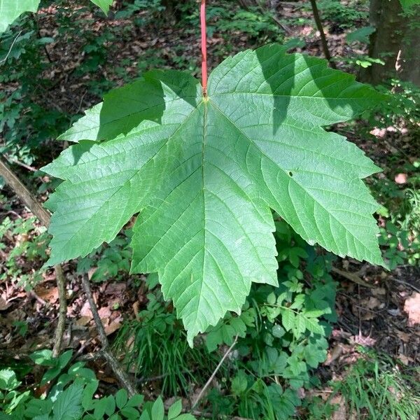 Acer pseudoplatanus Ліст