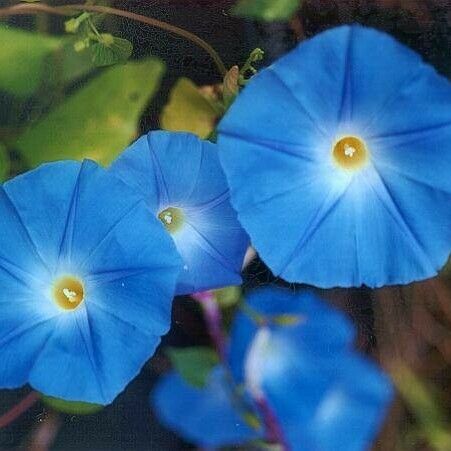 Ipomoea tricolor Blüte