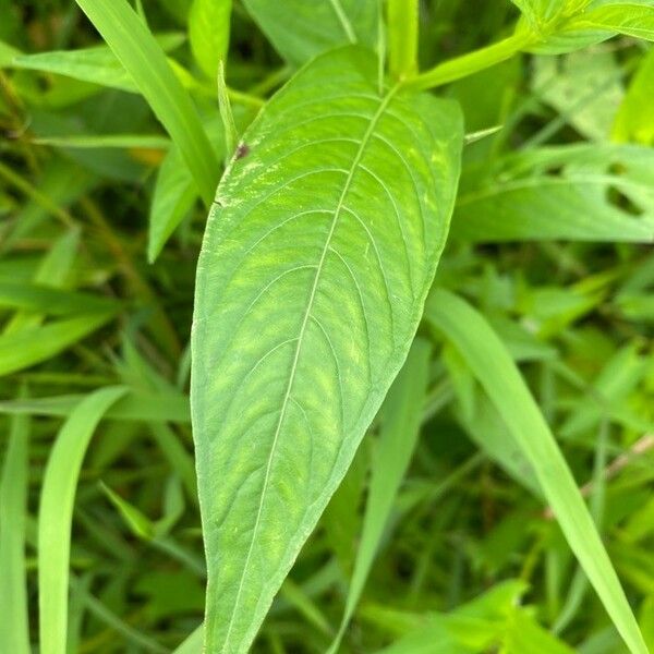 Ludwigia alternifolia 葉