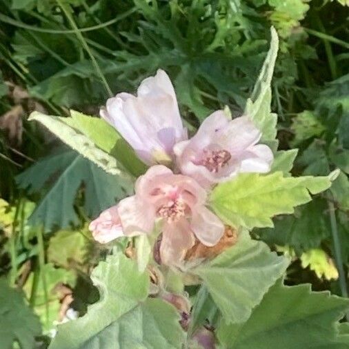 Althaea officinalis 花