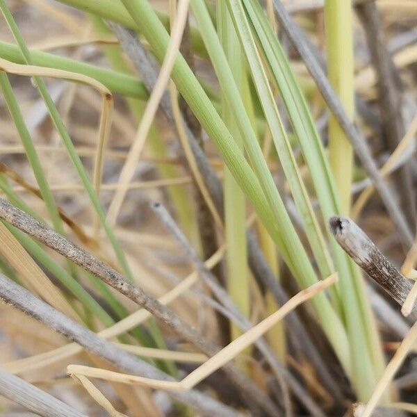 Cyperus conglomeratus Folha