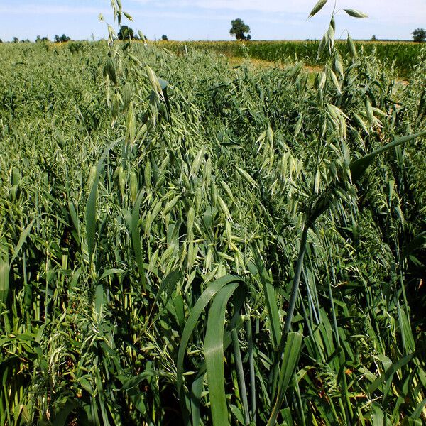 Avena sativa Fruit