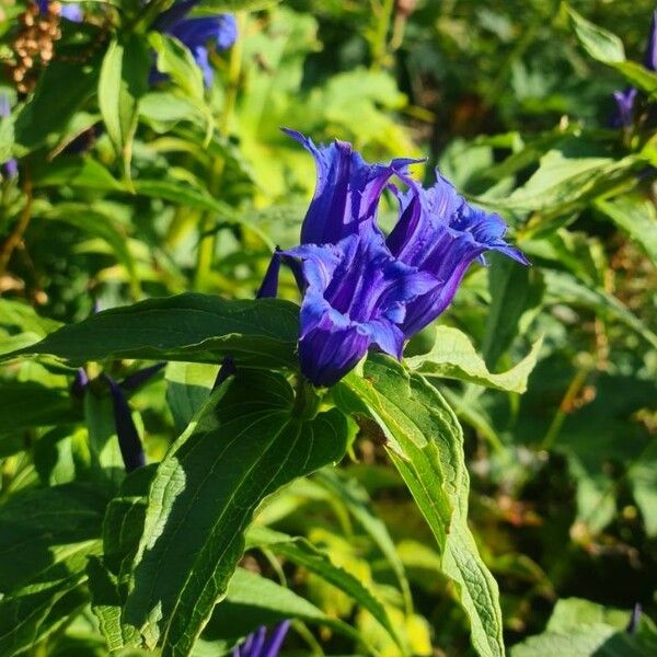 Gentiana asclepiadea Cvet