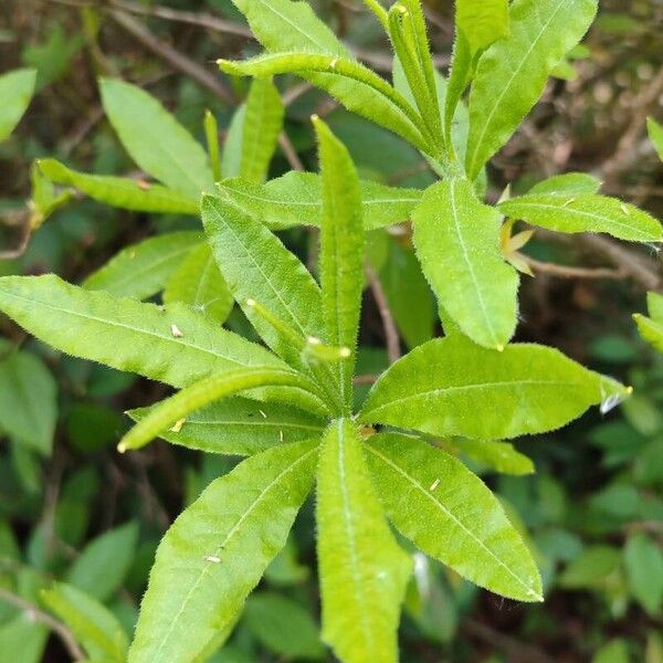 Rhododendron luteum Leaf