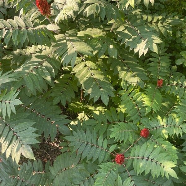 Rhus glabra عادت داشتن