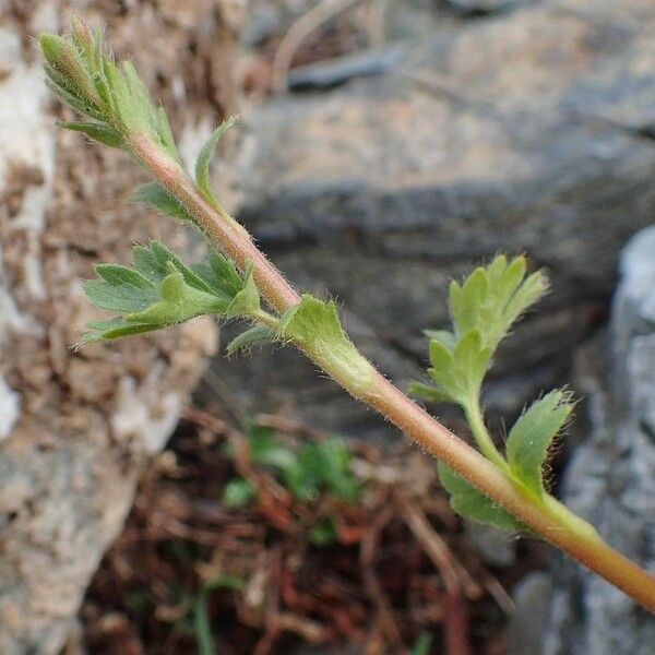 Geum reptans Casca