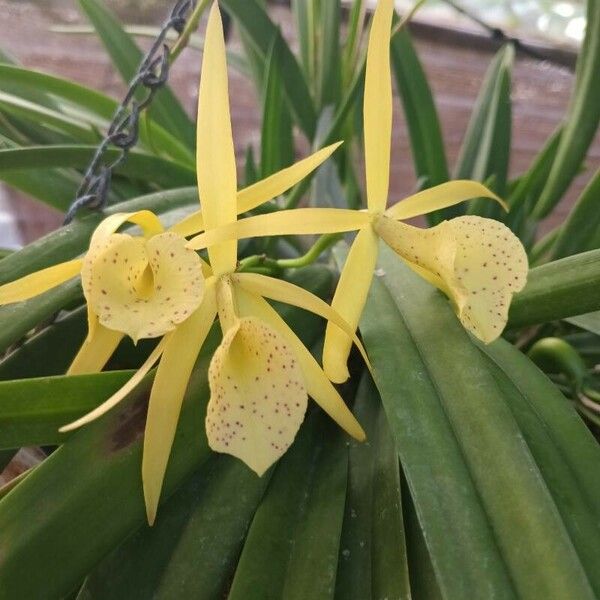 Brassavola perrinii Flower