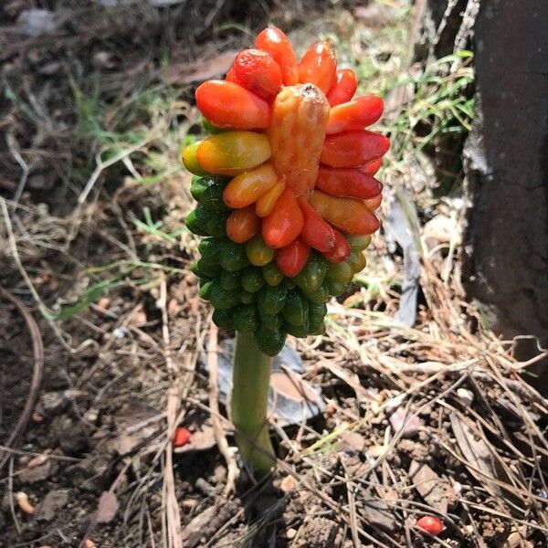 Arum pictum Fruto