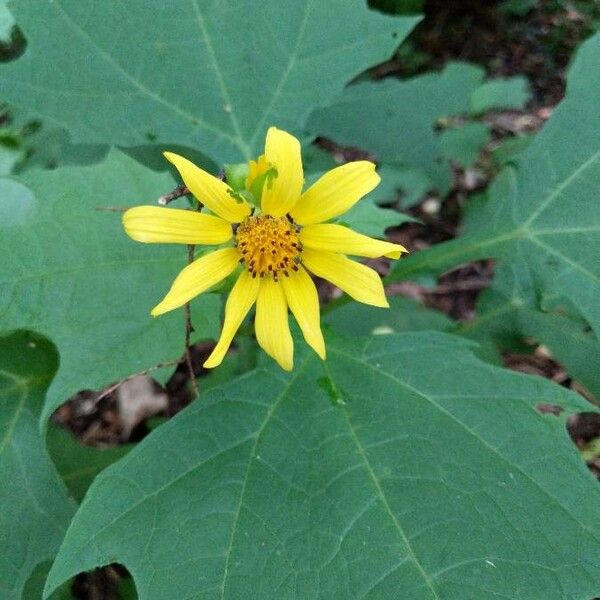 Smallanthus uvedalia Flower