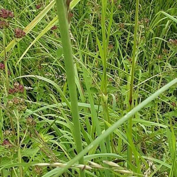 Calamagrostis epigejos 樹皮