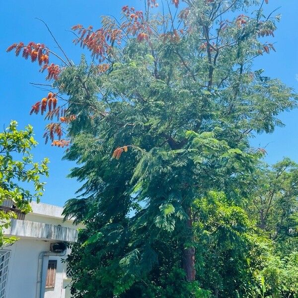 Colvillea racemosa Habitatea