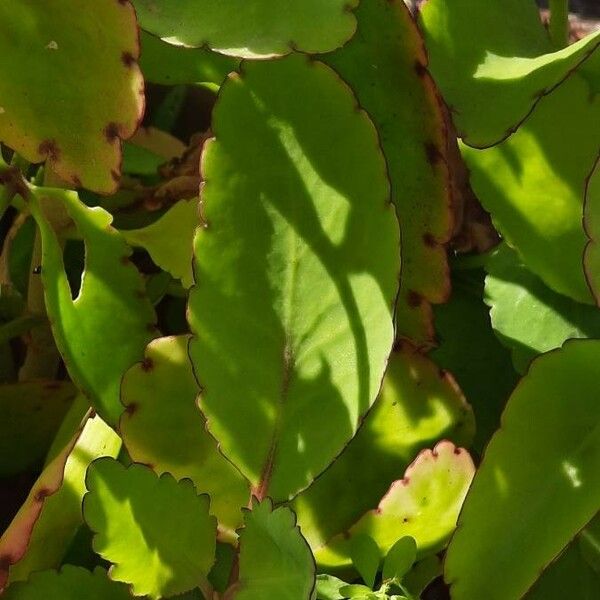 Bryophyllum pinnatum Feuille