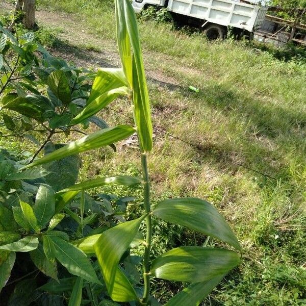 Agrostis mertensii অভ্যাস