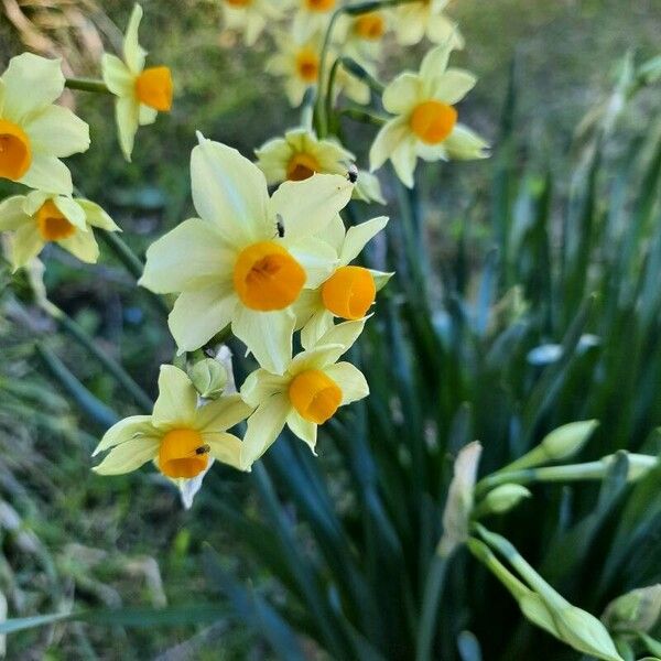 Narcissus tazetta Cvet