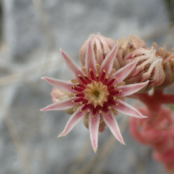 Sempervivum marmoreum Kvet