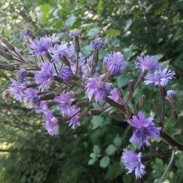 Cicerbita alpina Blomma