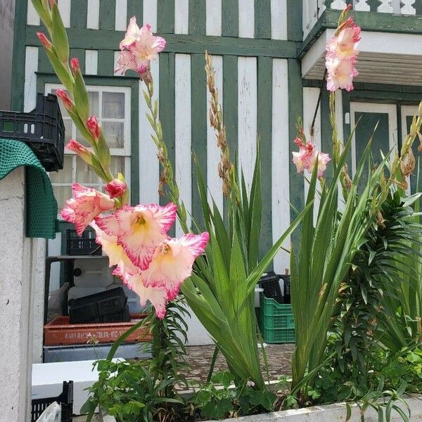 Gladiolus communis Tervik taim