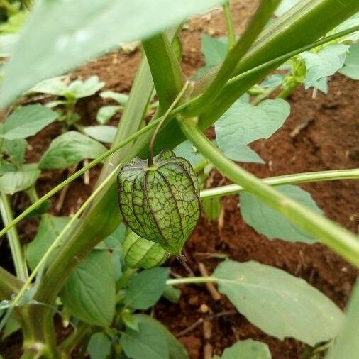 Physalis angulata ᱡᱚ