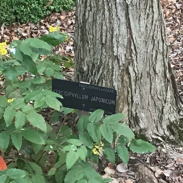 Cercidiphyllum japonicum Кора