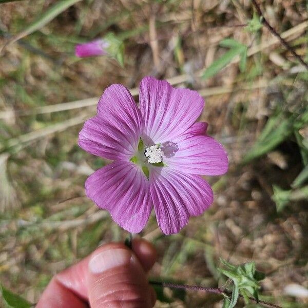 Malva punctata Flower