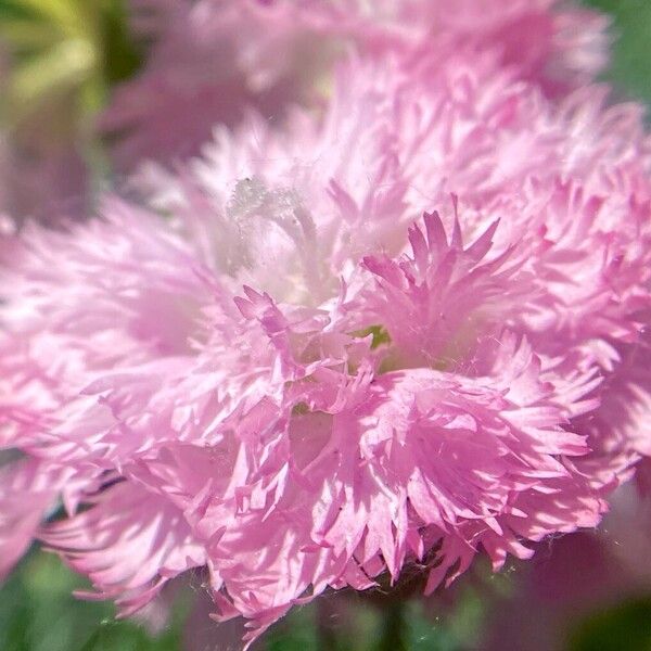 Dianthus plumarius Λουλούδι