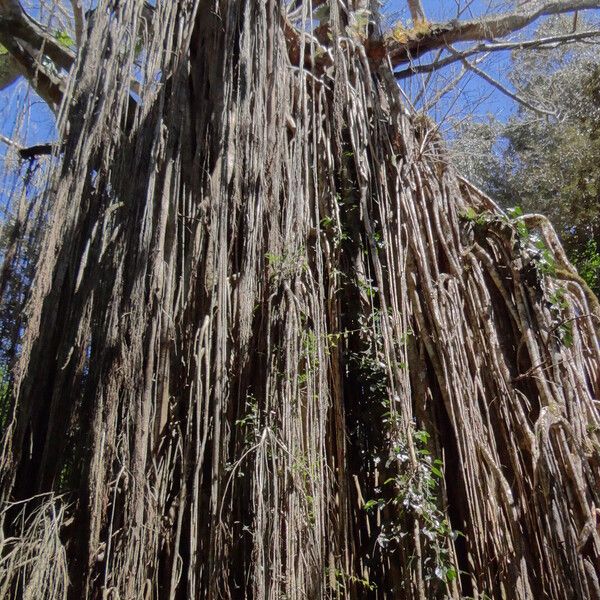 Ficus virens Habitat