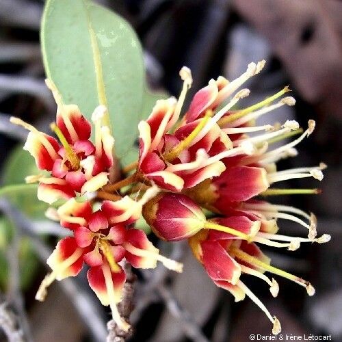 Pichonia deplanchei Flor
