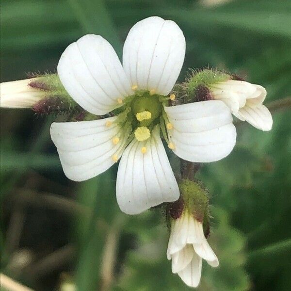 Saxifraga granulata 花