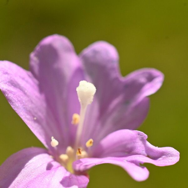 Epilobium palustre फूल