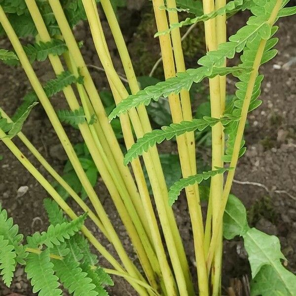 Osmunda claytoniana ᱪᱷᱟᱹᱞᱤ