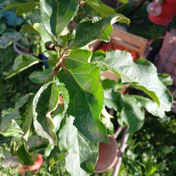 Malus domestica Blatt