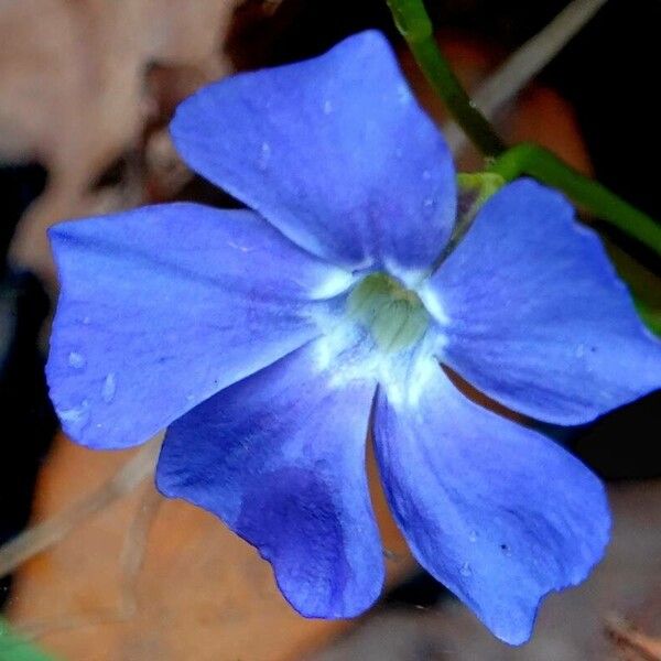 Vinca minor Flower