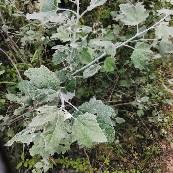 Populus alba List