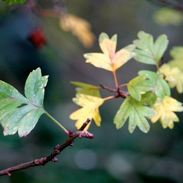 Crataegus rhipidophylla Yaprak