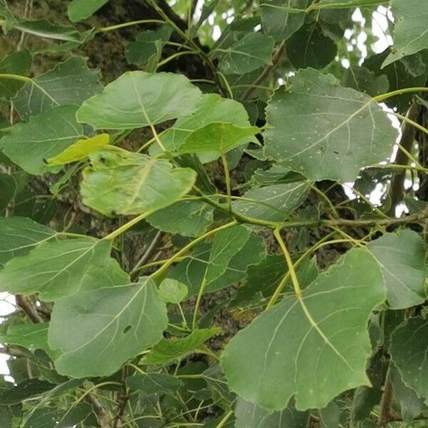 Populus nigra Fulla