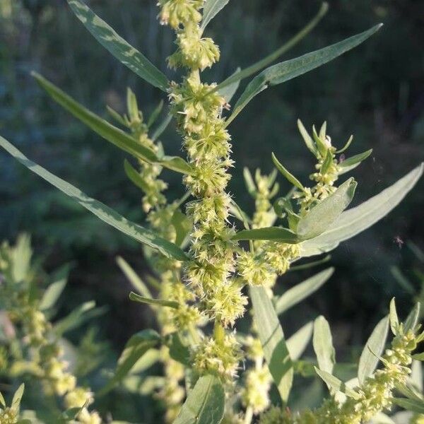 Rumex maritimus Flower