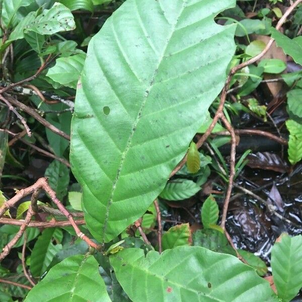 Minquartia guianensis Лист