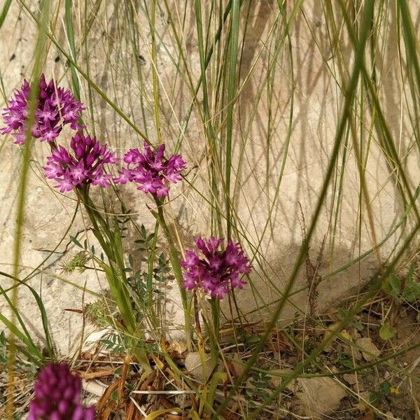 Anacamptis pyramidalis फूल